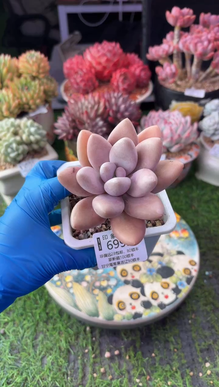 昆明印象多肉6992