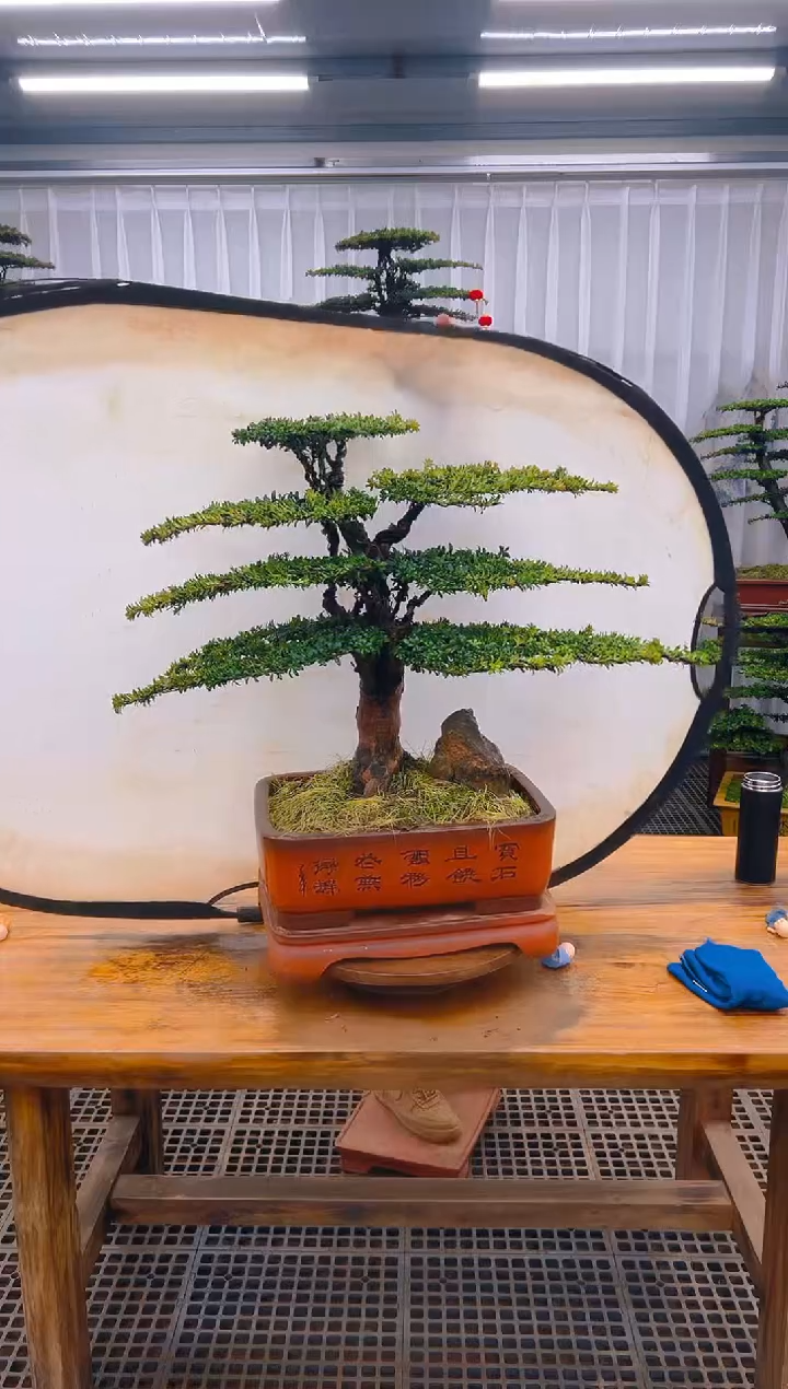 【闪购商品】紫砂精品盆景直播间一物一拍