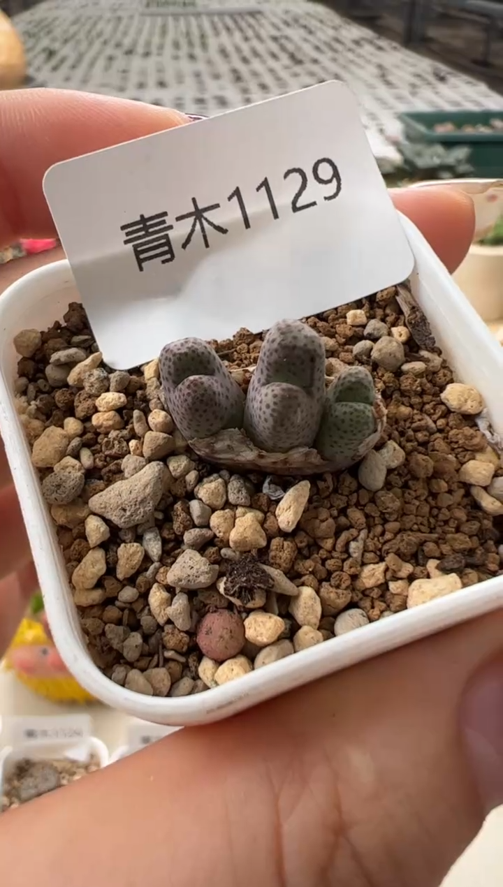 1129.。。。。。。。。。。。。