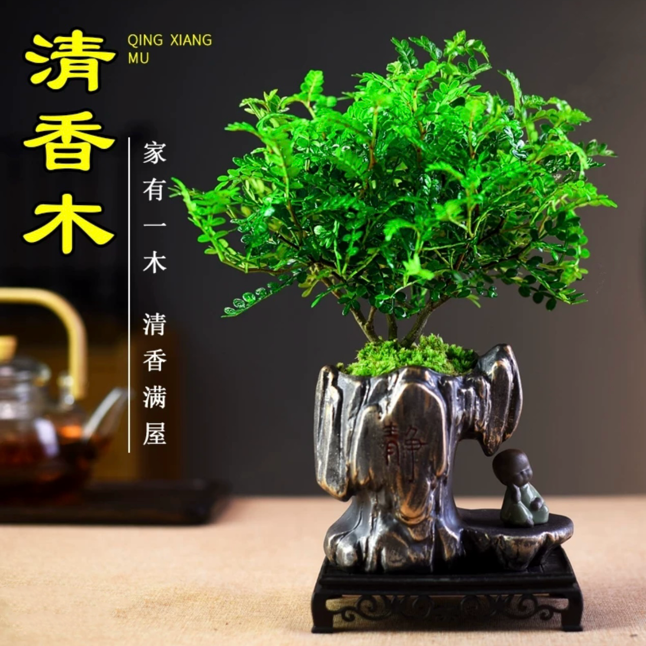 棒棒糖清香胡椒木盆景造型中式书房茶几桌面绿植盆栽室内盆景植物