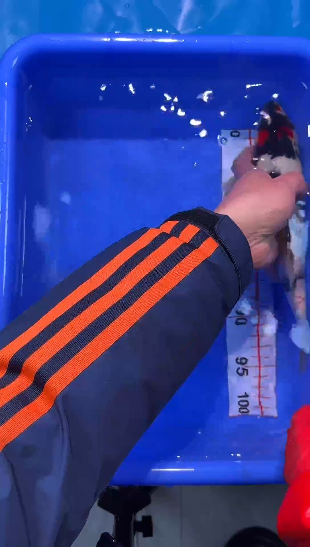 锦鲤汇鼎锦鲤竞拍2025/12/31日---7号