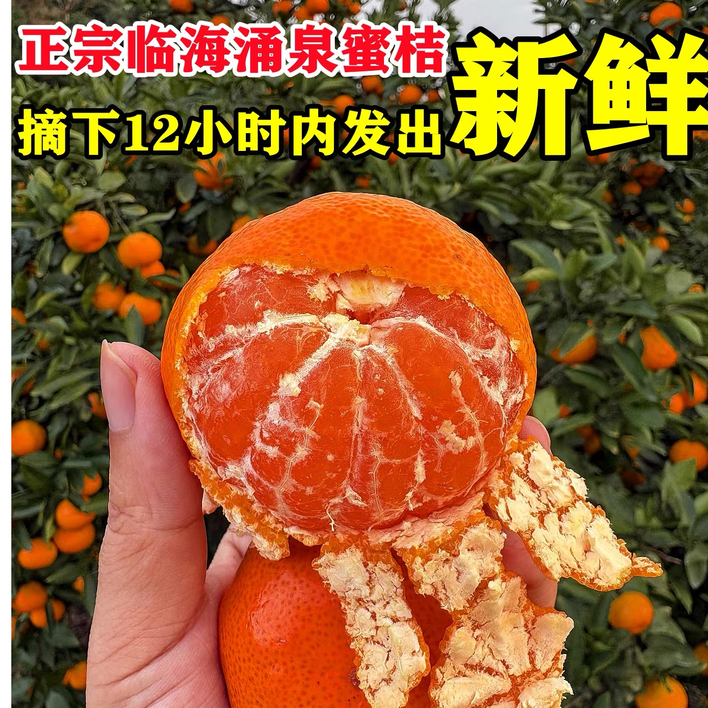 【J2专属】涌泉蜜桔正宗浙江临海涌泉蜜桔现摘现发极速鲜包邮橘子桔子浙江省