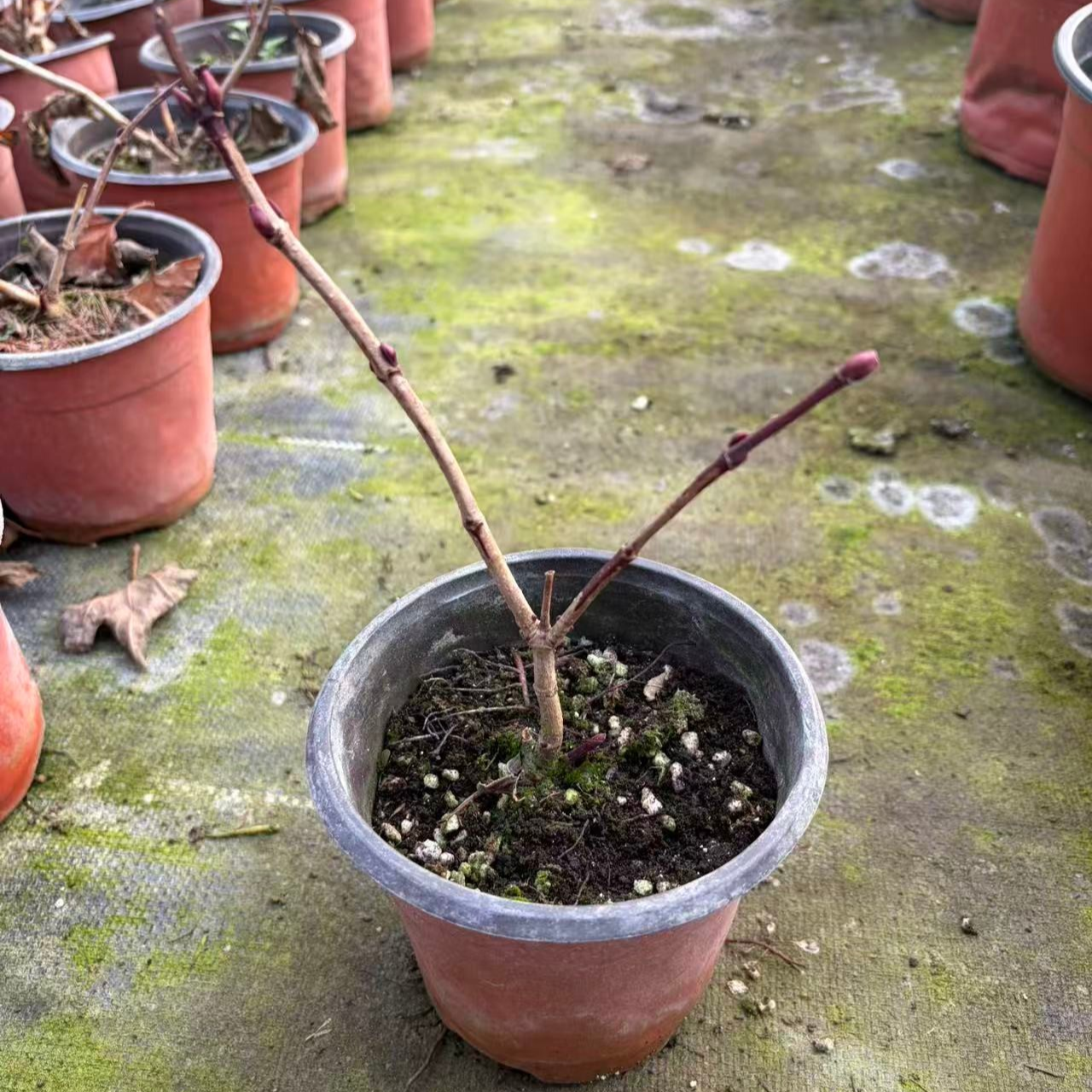 圆锥    木绣球   12厘米盆