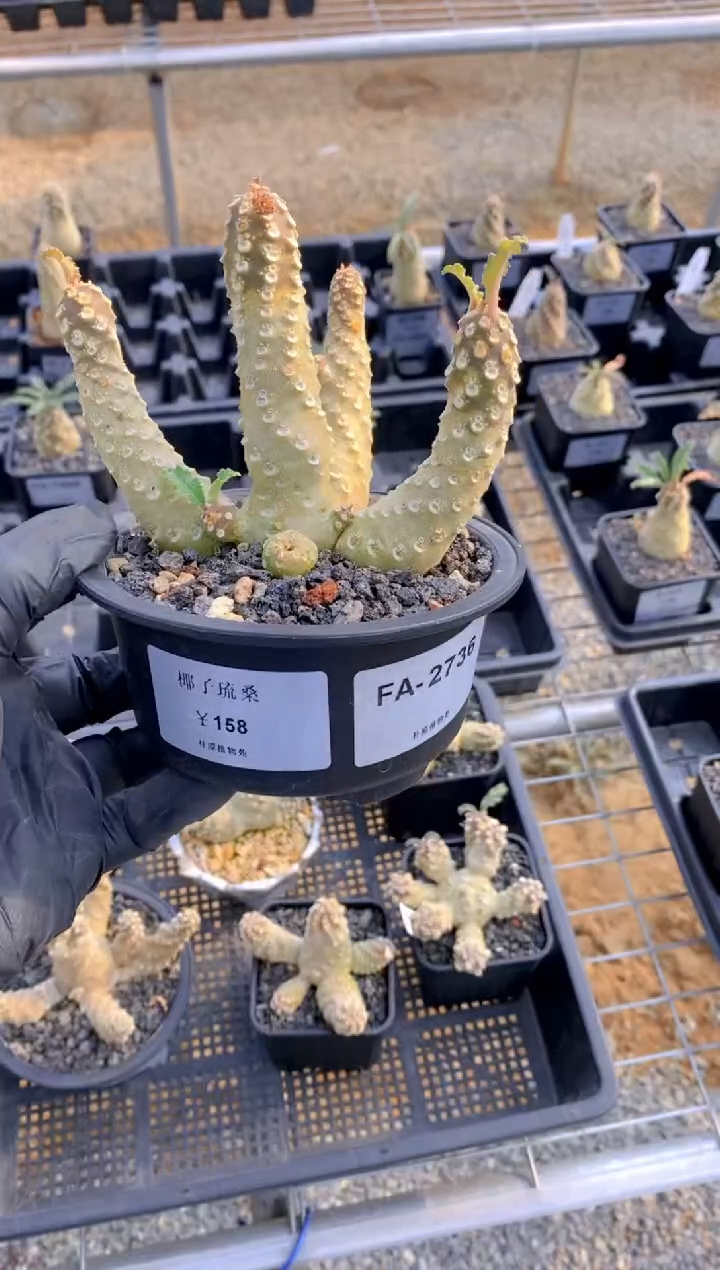 【闪购商品】椰子琉桑FA-2736