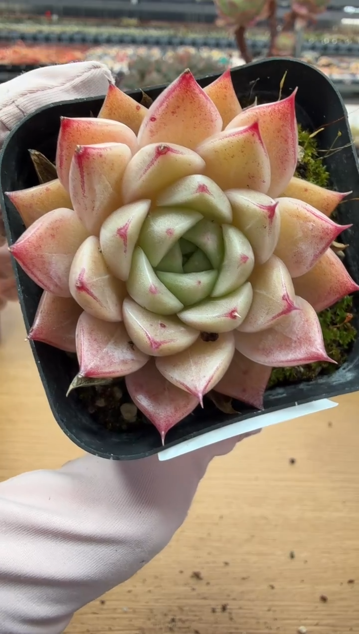 东云多肉园二店-73