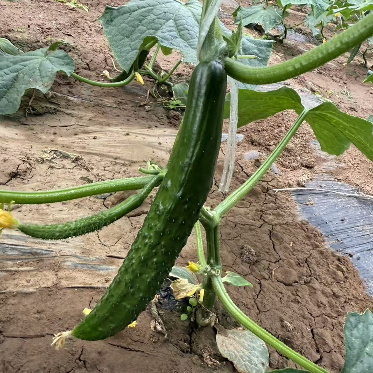 【津园生鲜】天津标榜黄瓜青瓜、绿心黄瓜、脆嫩爽口、回甘回甜、3/5斤顺丰送货上门黄瓜