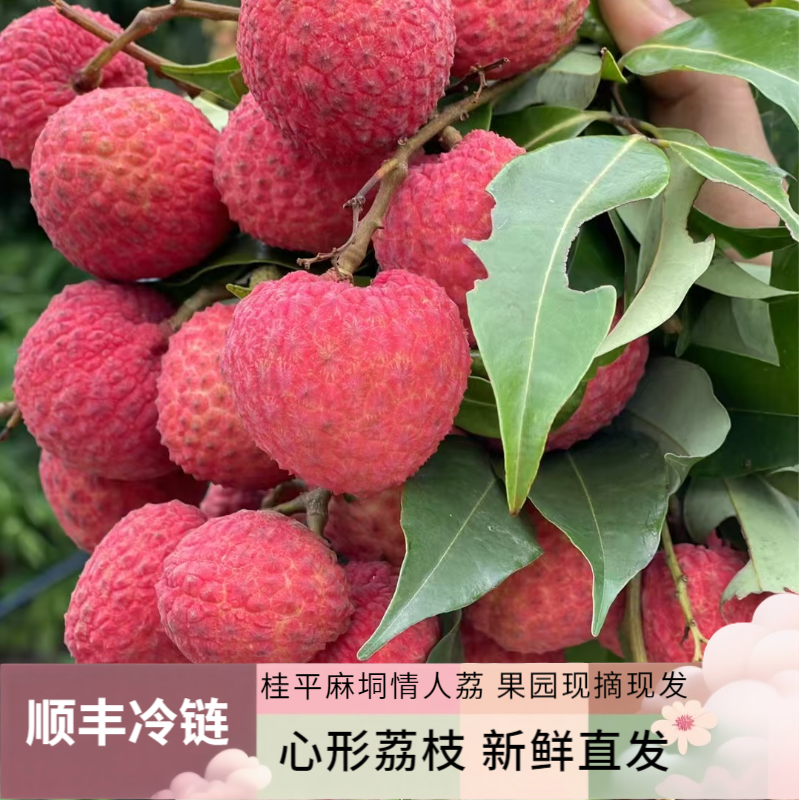 【顺丰空运贵州上海北京】桂平麻垌情人荔（精品果）心形荔枝果园现摘