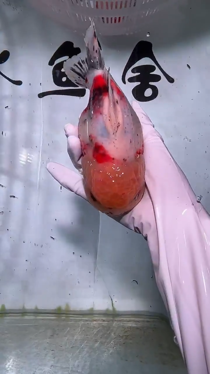 金鱼精品泰狮一只以直播间为准