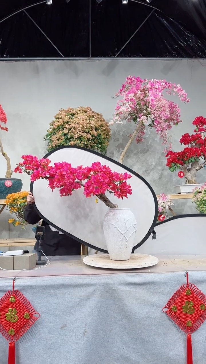 【闪购商品】盆景海岛红