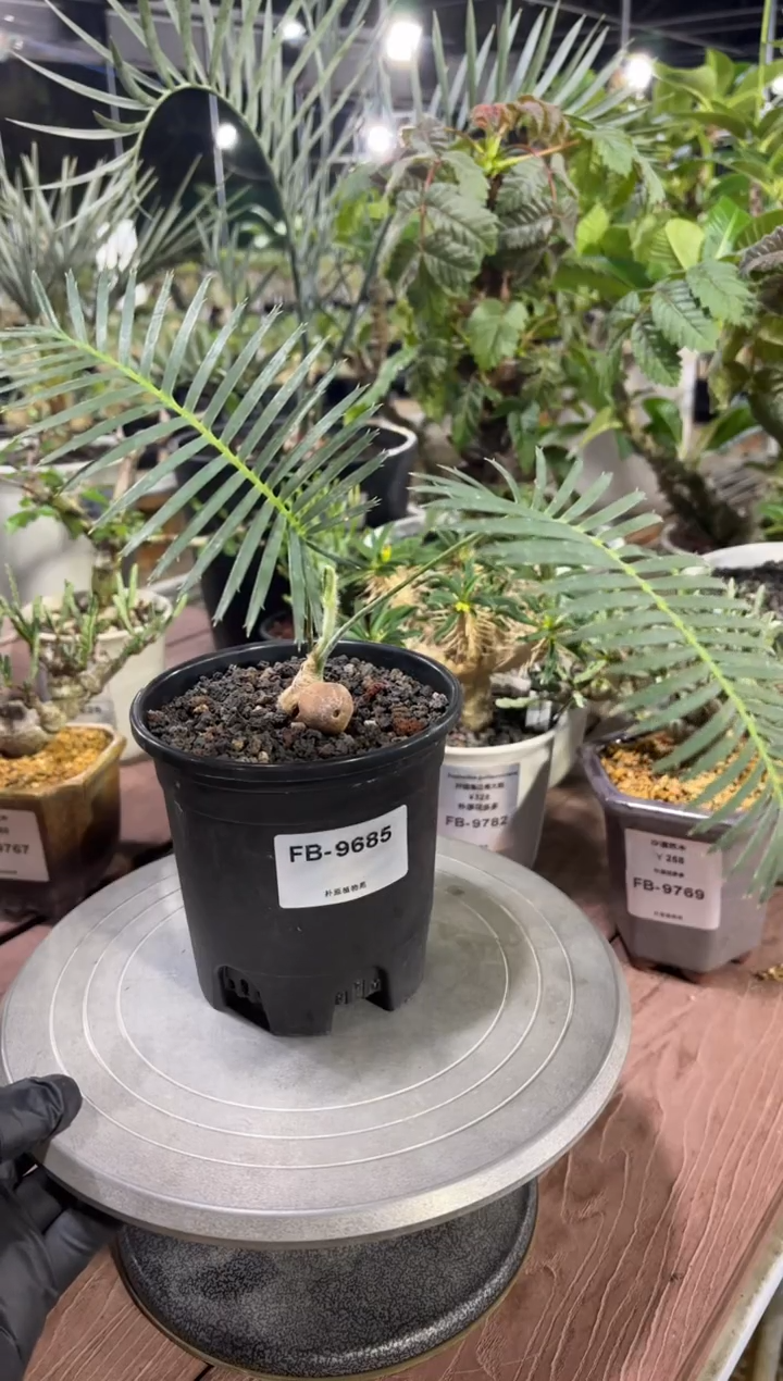 王鱼骨双子铁FB-9685