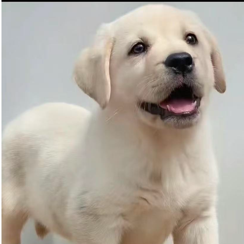 拉布拉多幼犬血统拉布拉多神犬小七中型犬活体宠物萨摩耶幼犬出售
