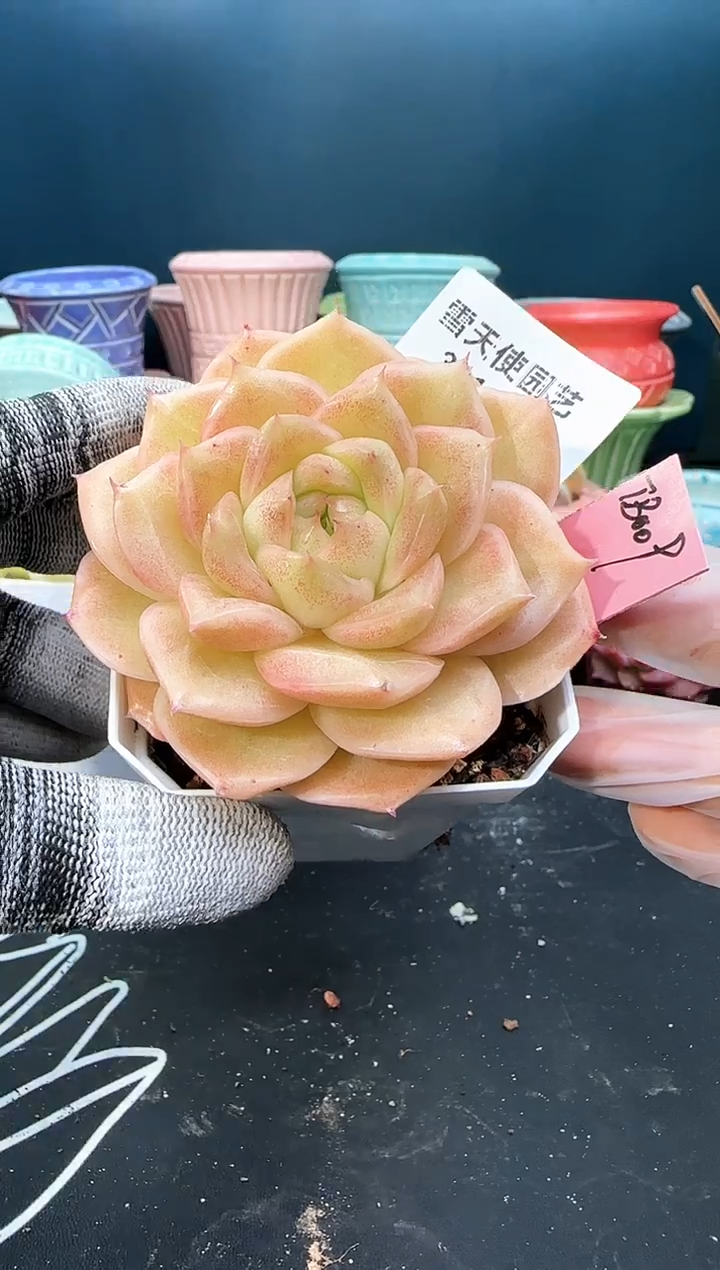 3 318 tb009   （冠幅 7 cm）