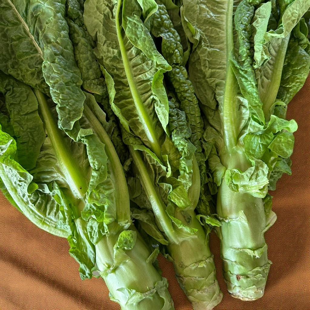 【蔬菜组合】香莴笋2斤+香芹1斤+塔菜1斤+菠菜1斤