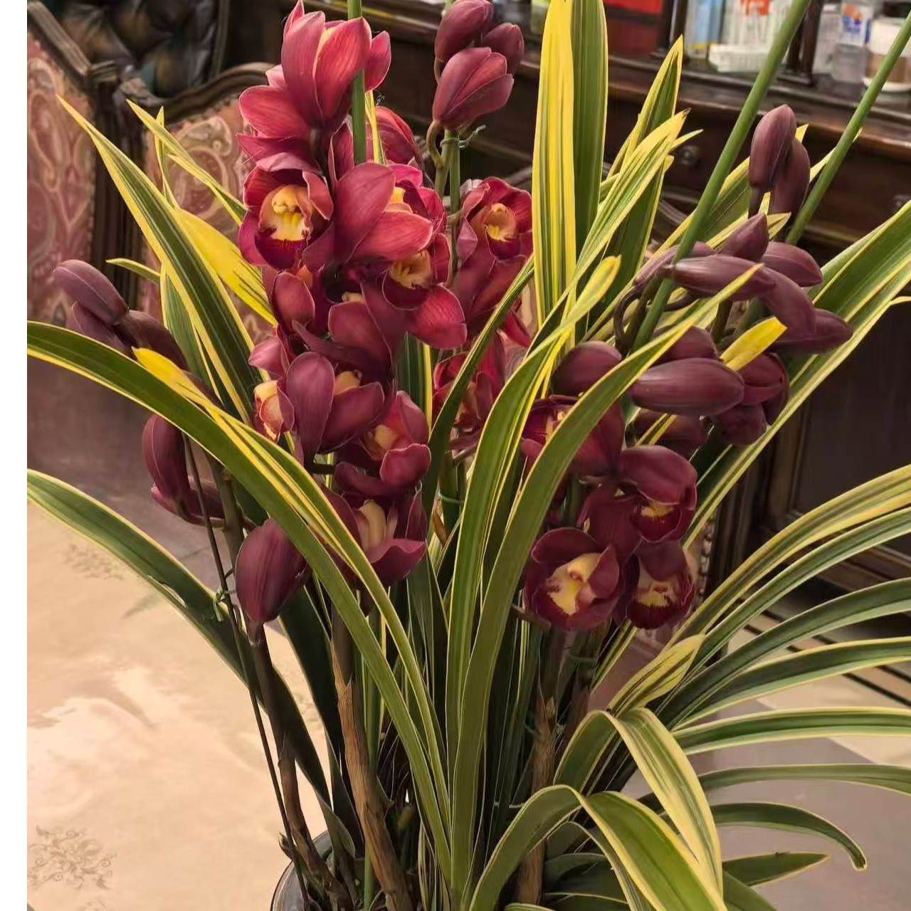 【金边大红袍】红色大花蕙兰