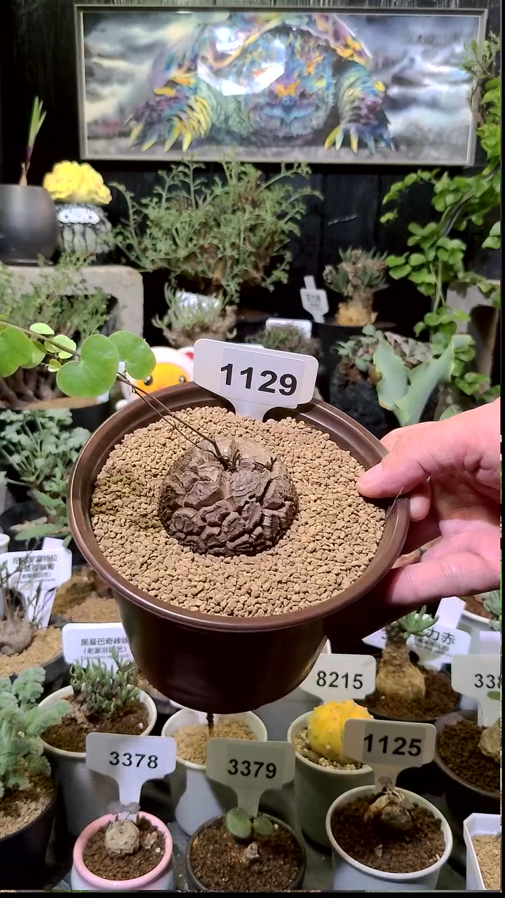 1129号1209甄选单颗南非龟甲龙