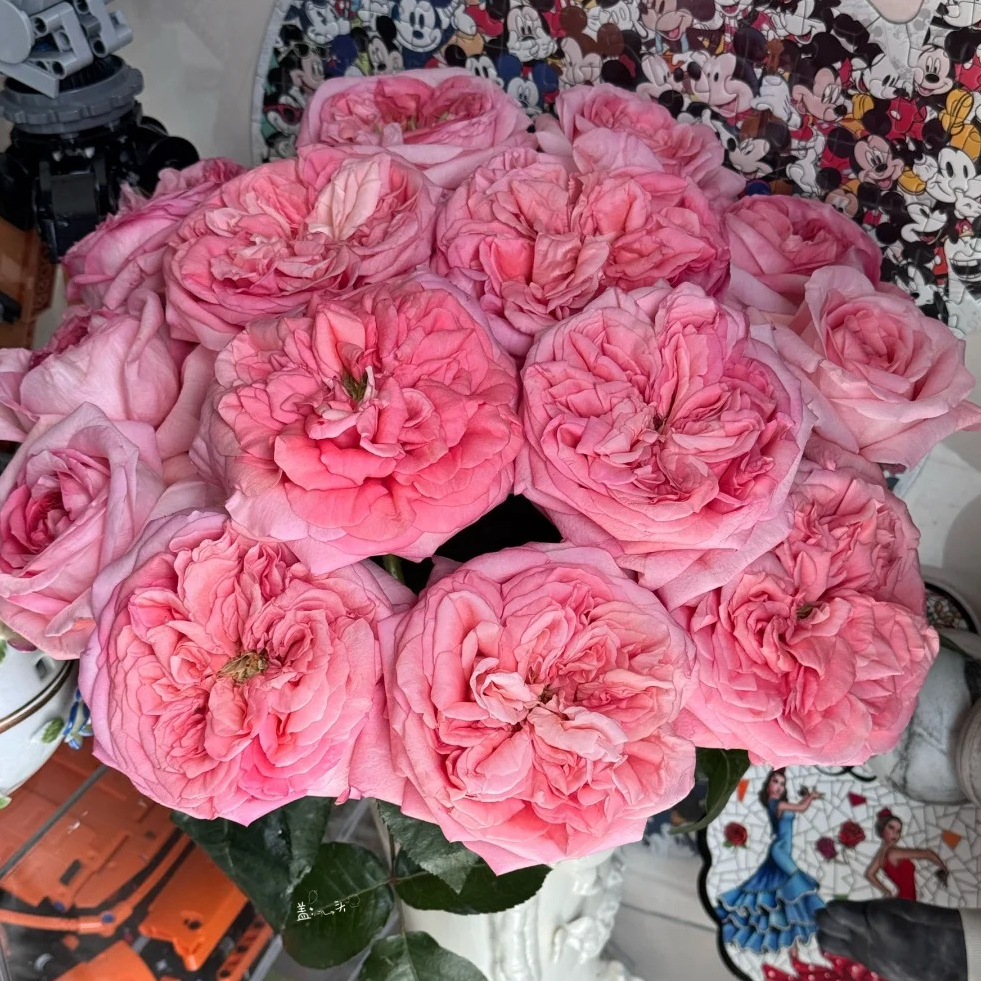 【云南鲜花】（伦敦眼）玫瑰 1单普通快递，2单以上顺丰冷链