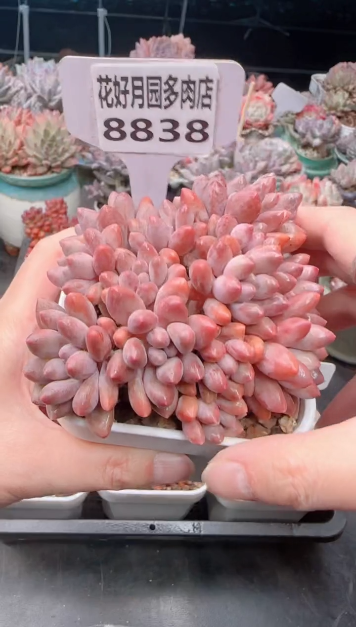 【闪购商品】8838星黛露