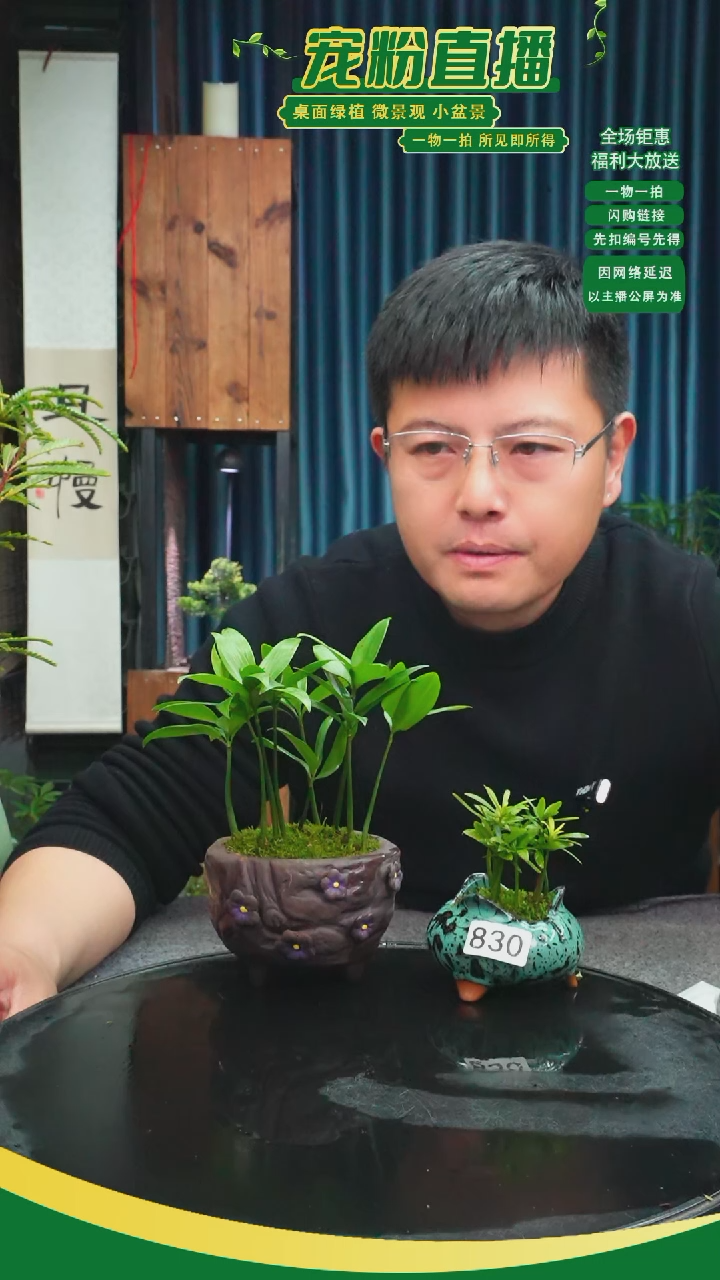 无花朵一***豆苔藓微景观830号