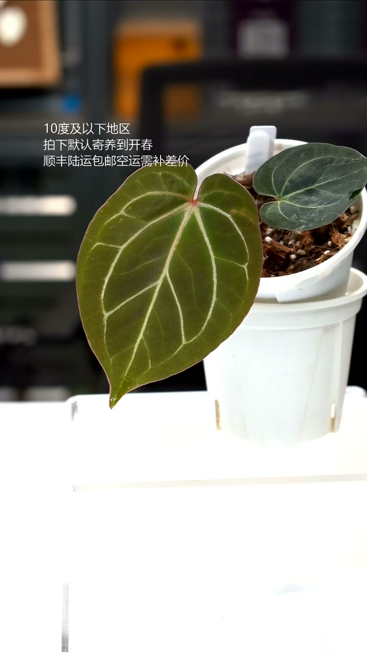 完全开放HU RC  侧芽
