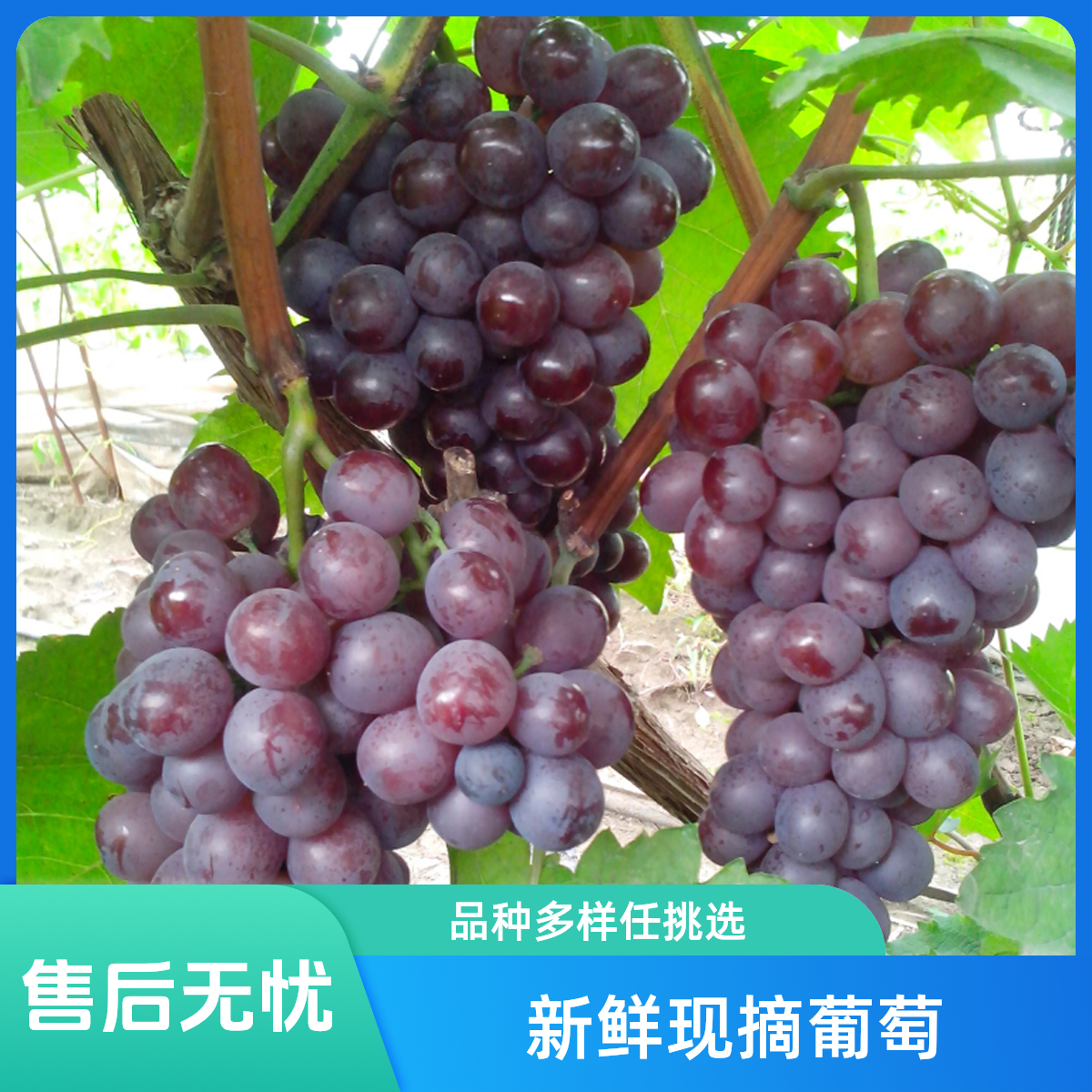 【购物团加购】飓风葡萄250g，半斤飓风大葡萄，新鲜纯甜无酸广西壮族自治区
