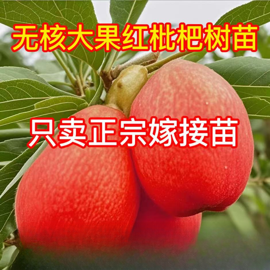 正宗嫁接枇杷苗早熟无核砂糖红枇杷树苗南北方种植抗旱耐寒枇杷苗