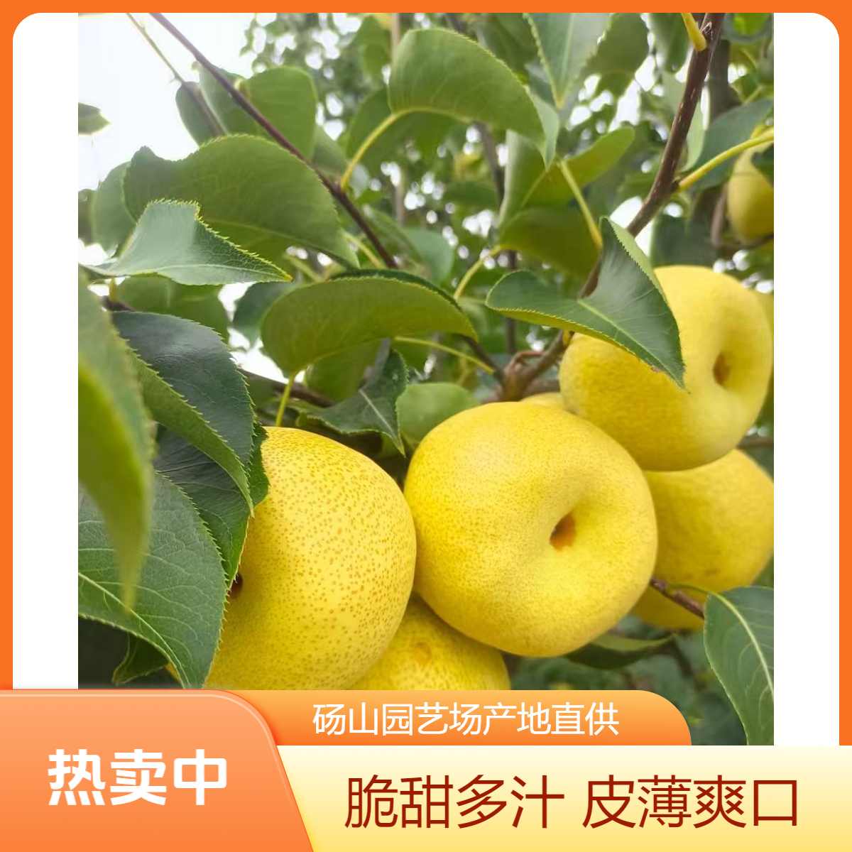 正宗砀山园艺场酥梨 现摘现发当季新鲜水果脆甜多汁皮薄