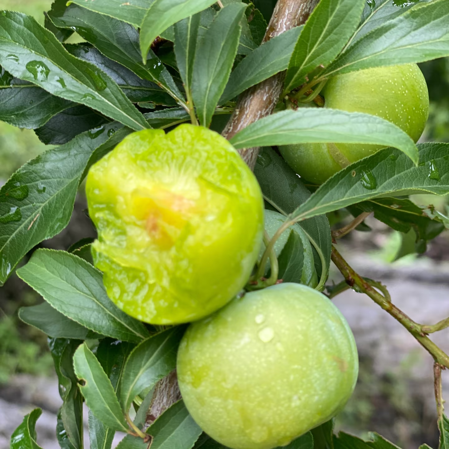 四川脱骨青脆李新鲜现摘酸甜多汁应季水果