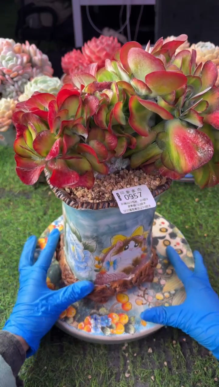 昆明印象多肉0957