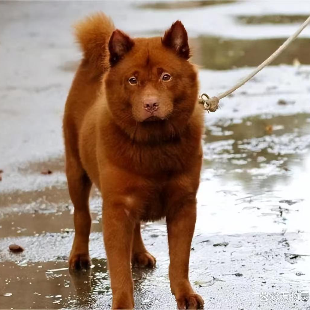 小狗相框，五黑，五红