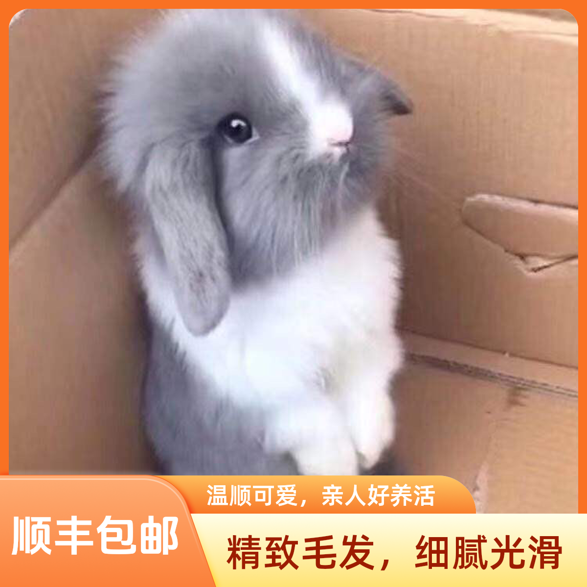 超萌好养活的侏儒兔垂耳兔活体适合家庭饲养的宠物兔