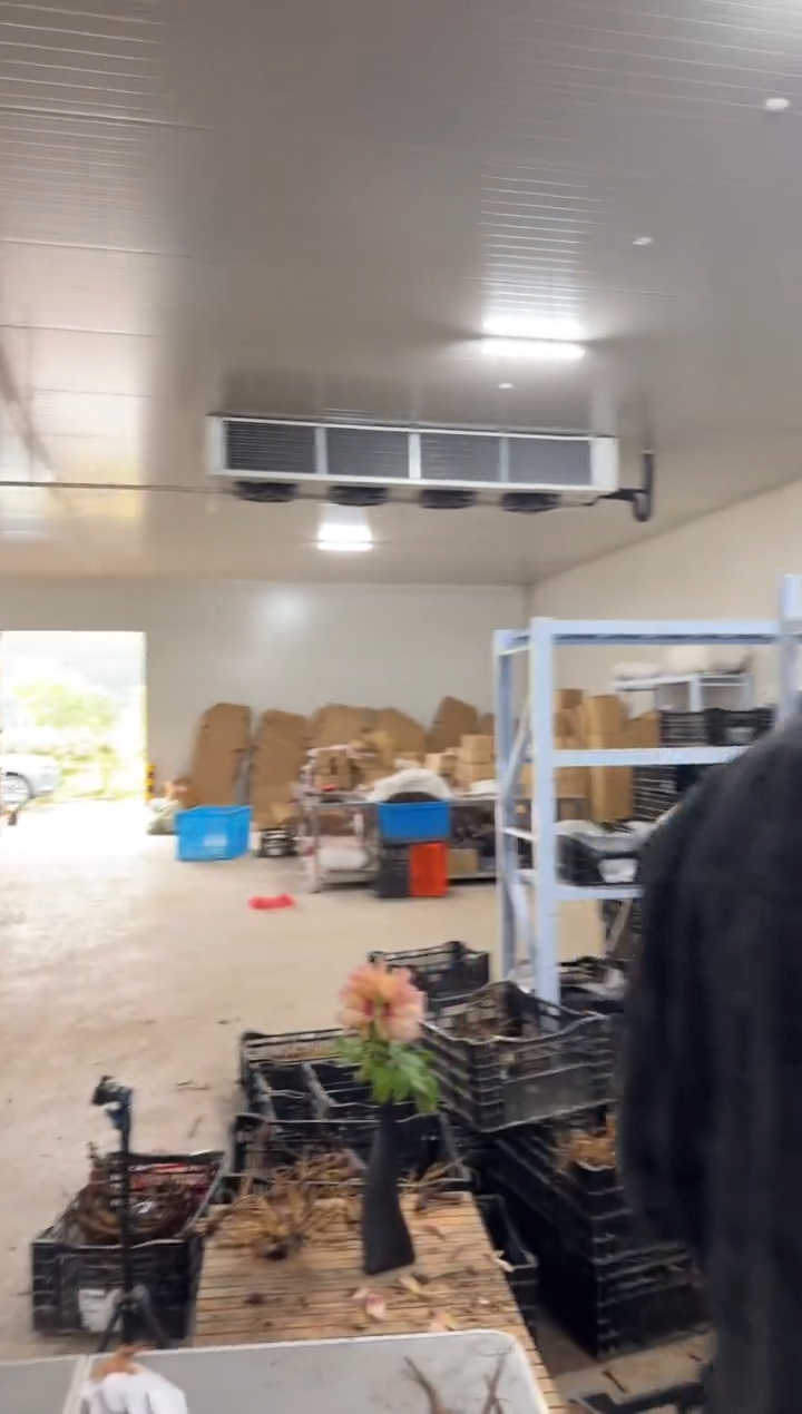 C****a298 索朗日   Camelllia