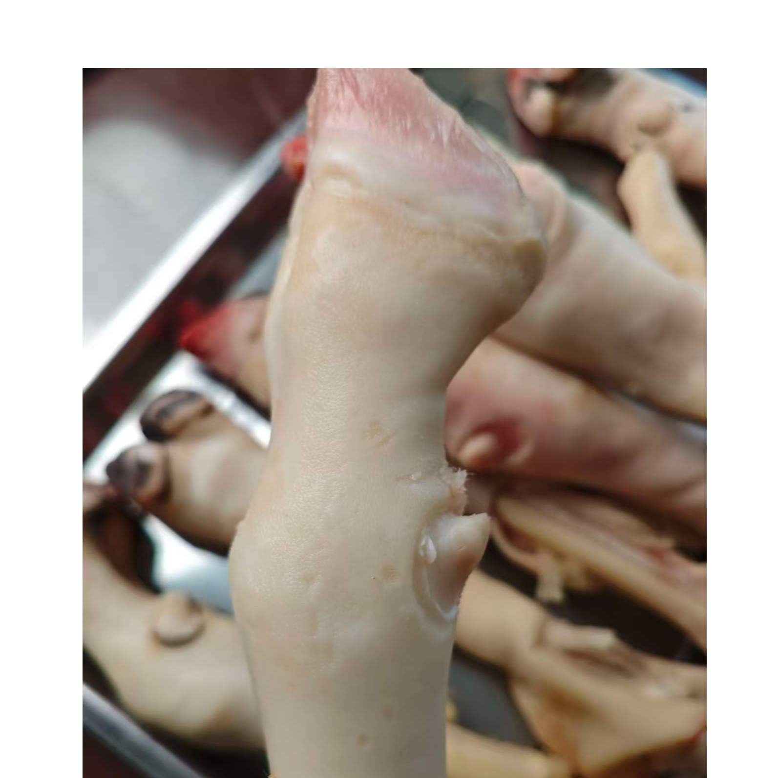 白羊蹄新鲜带筋羊蹄子赠送料包