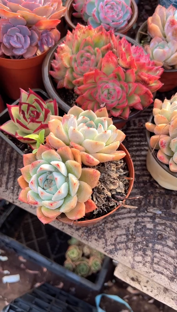 达**?多肉植物一物一拍29255