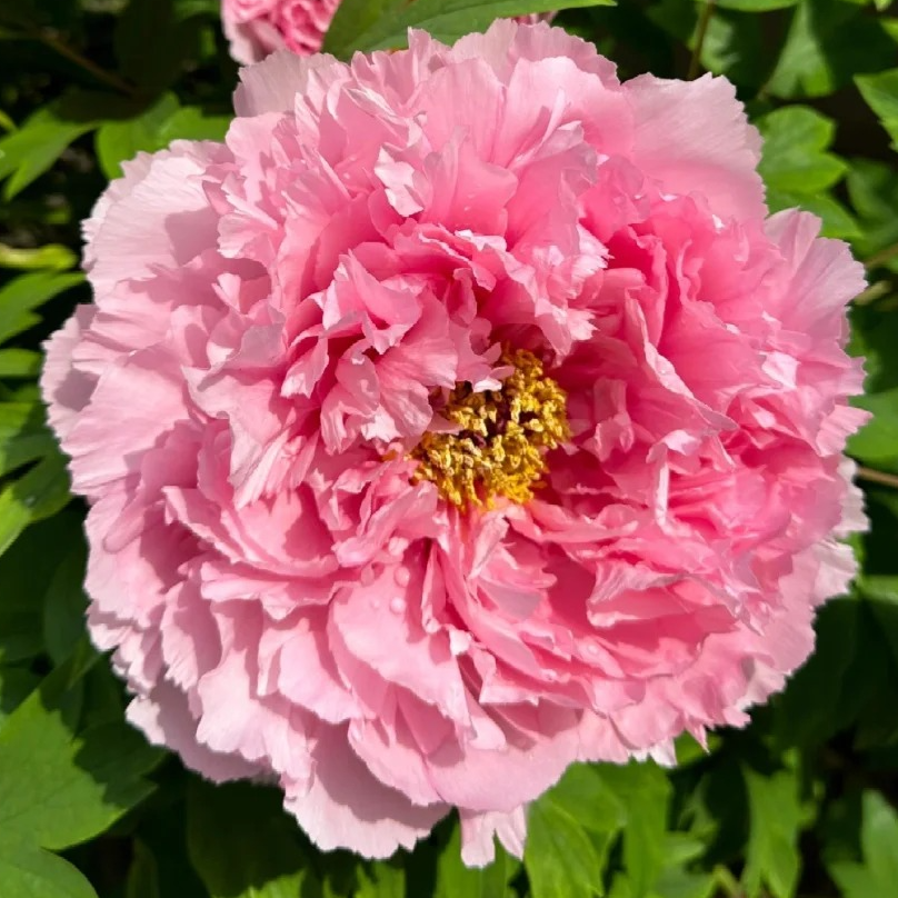 【肉芙蓉】牡丹花苗庭院地栽盆栽 先发肥料 国庆节发苗