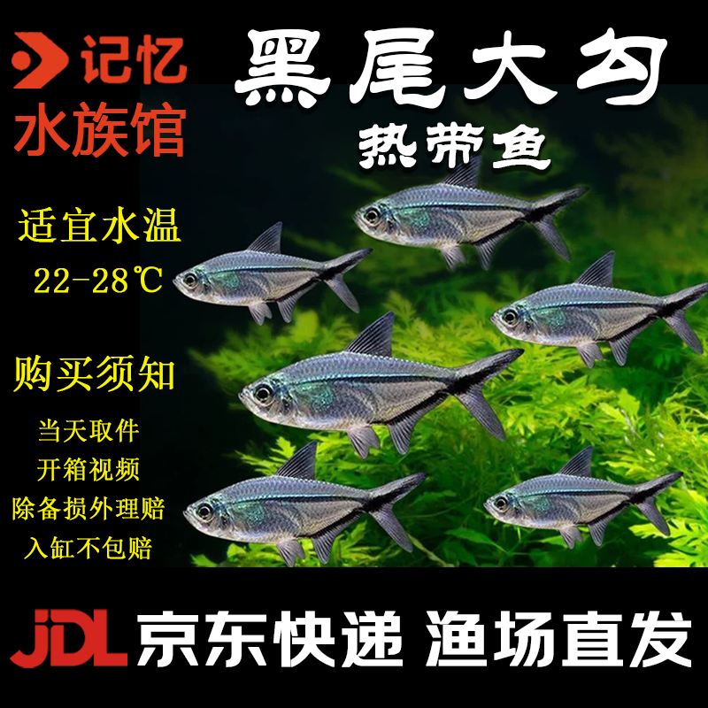 3-4CM黑尾5条（不包损）