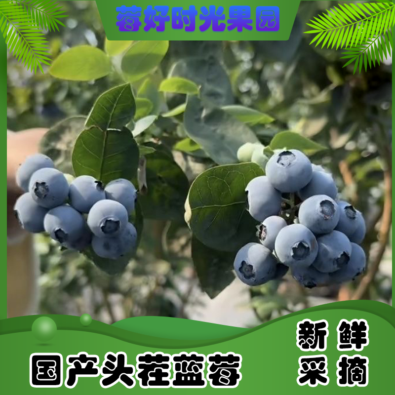【超大帝王蓝莓】30-23mm 花香新鲜蓝莓 100g/盒 16盒 顺丰