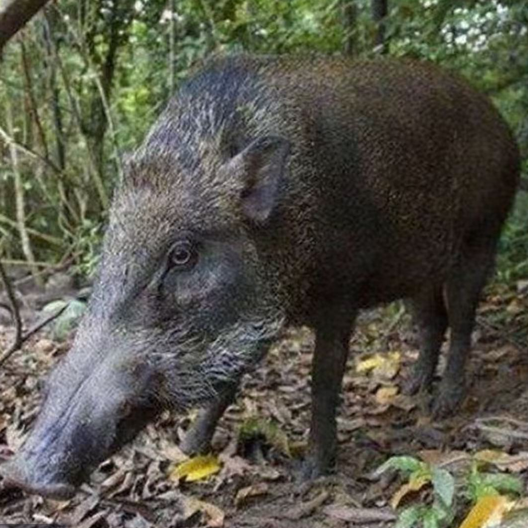内脏（野二代跑山猪）现场称重 一物一拍 顺丰冷链包邮