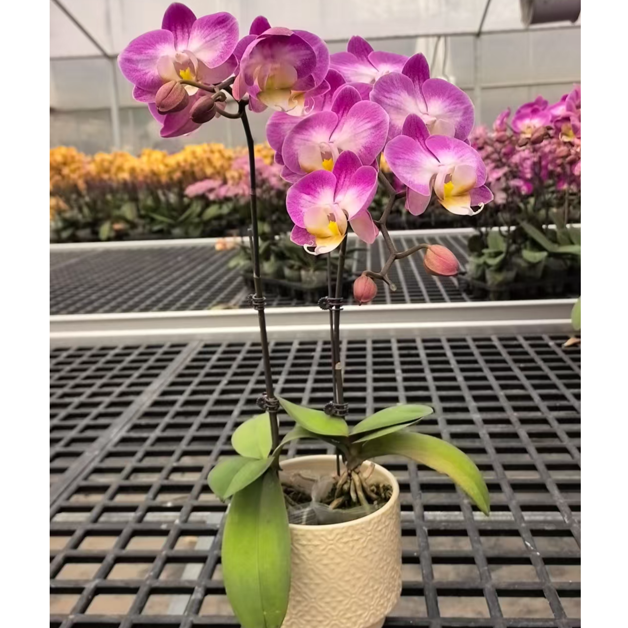 【雪山飞狐带盆】蝴蝶兰带花发货可室内种植观赏送礼