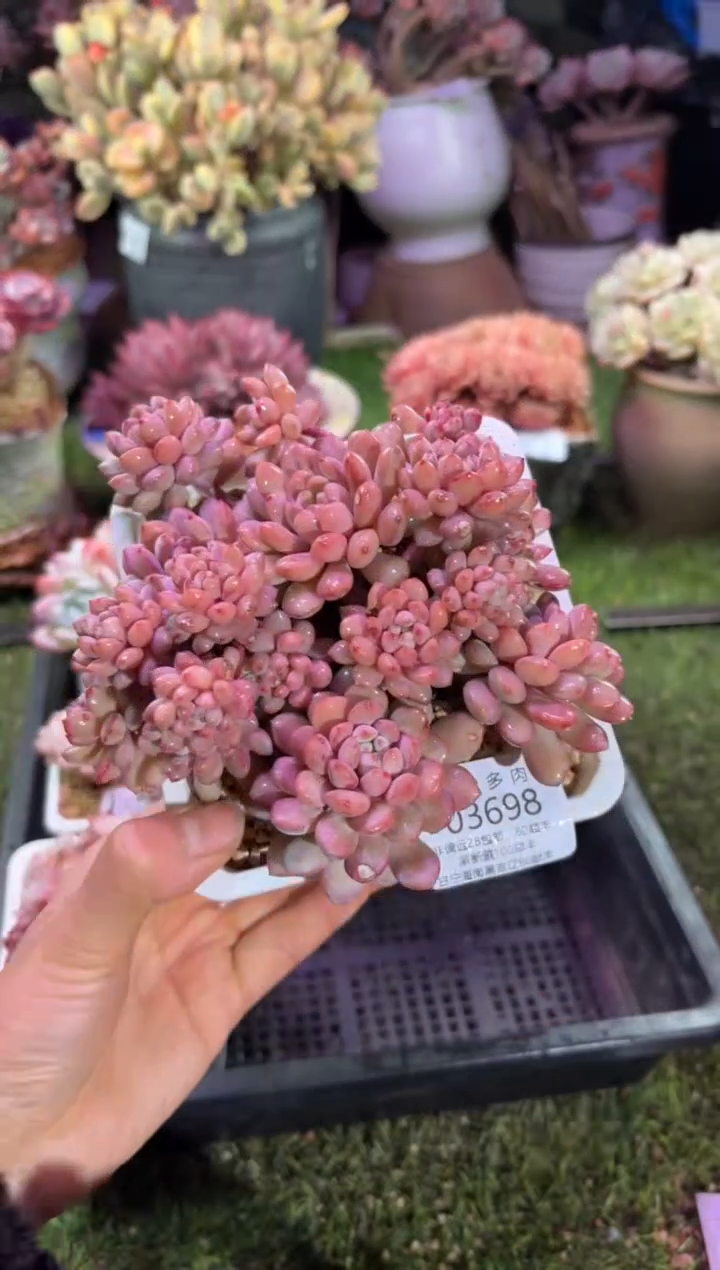 【闪购商品】03698