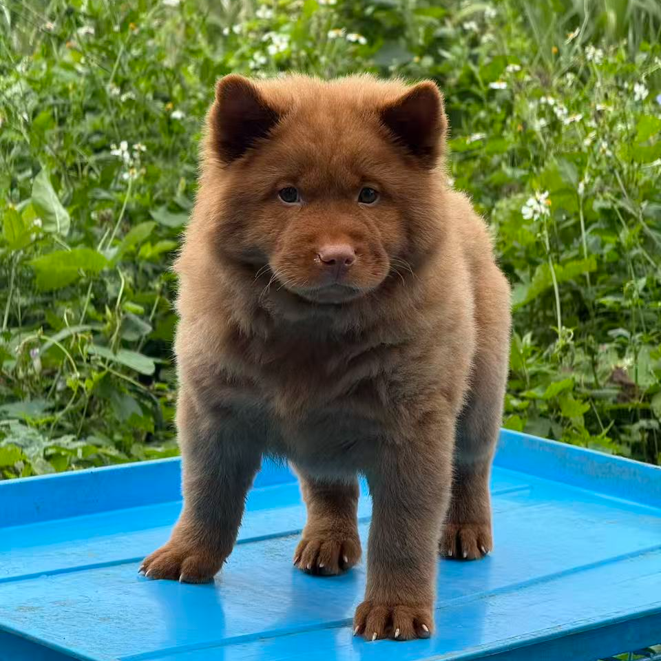 五红长毛犬中华田园犬幼犬看家护院好帮手