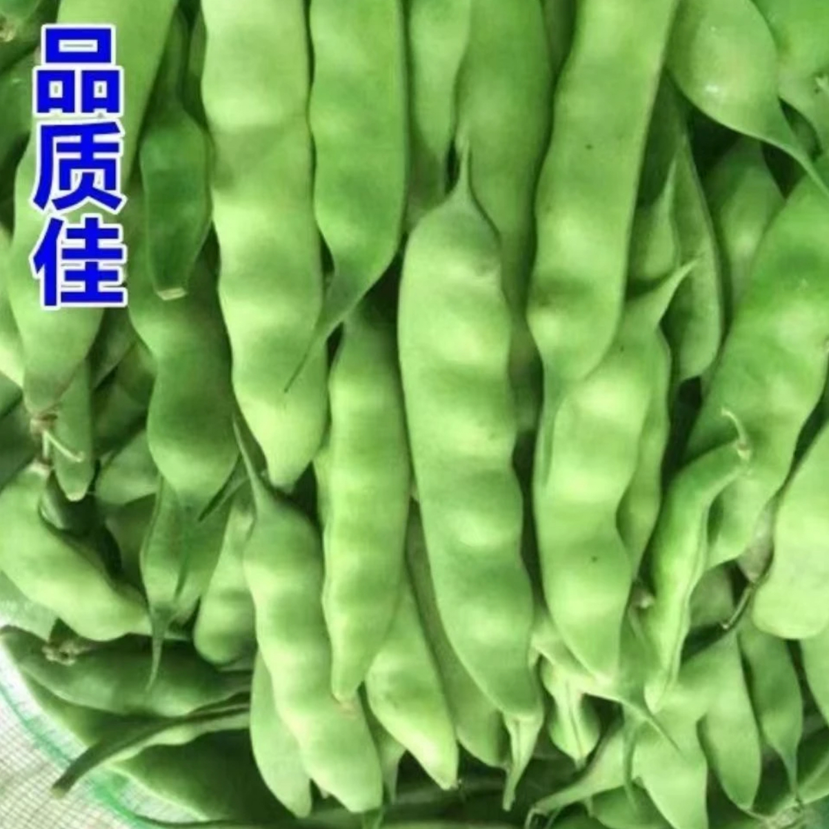 【闯关东嘎啦豆种子】四季种植盆栽地栽阳台小院种植