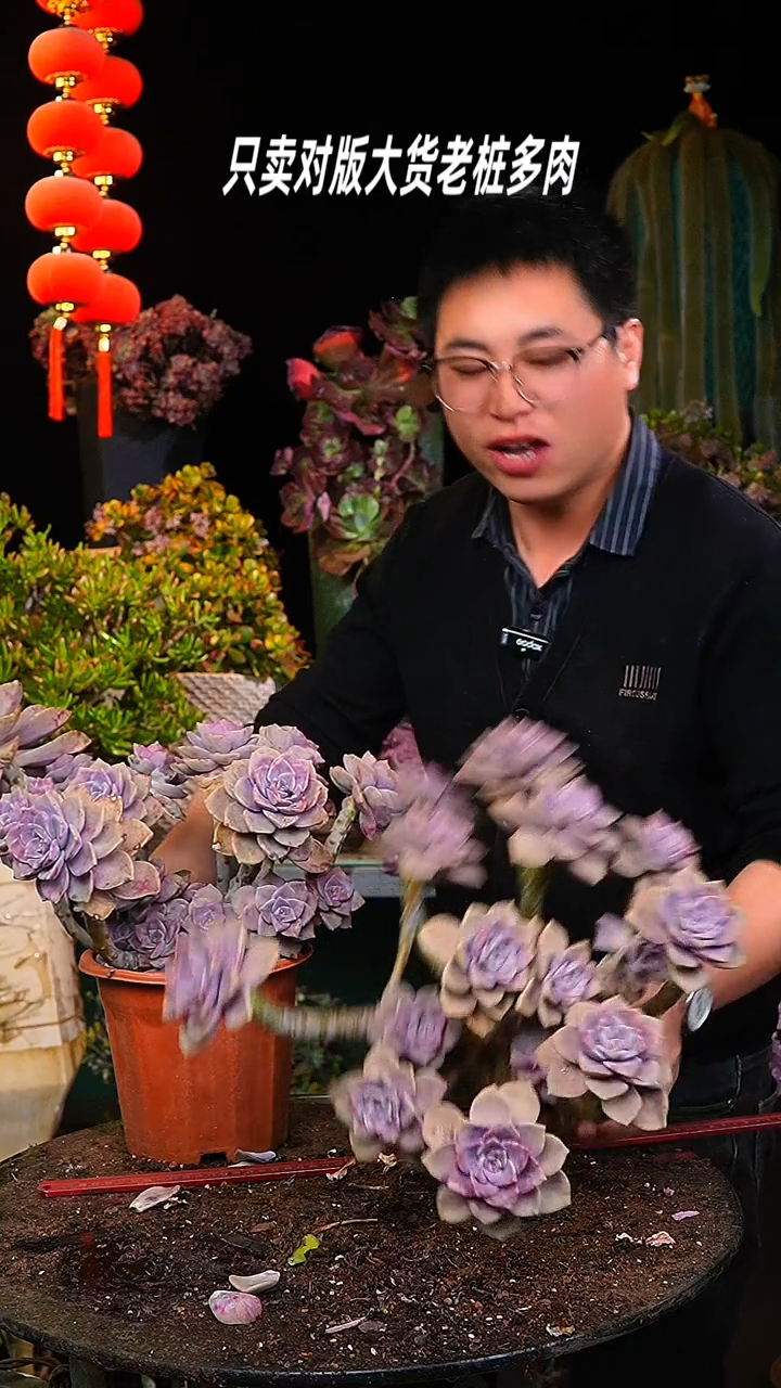 【闪购商品】大紫乐1号