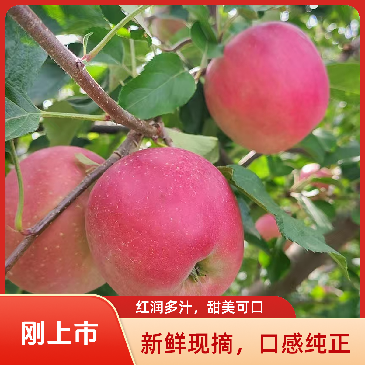 云南昭通丑苹果2001当季水果现摘现发新鲜苹果