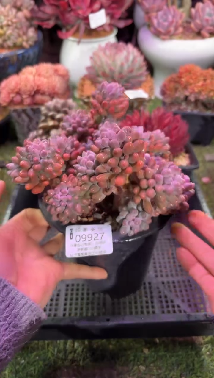 【闪购商品】09927