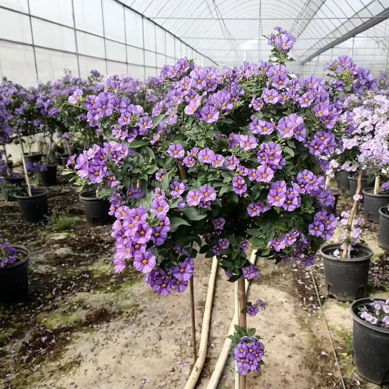 粉紫色蓝茄花棒棒糖盆栽开花不断多年生灌木花材