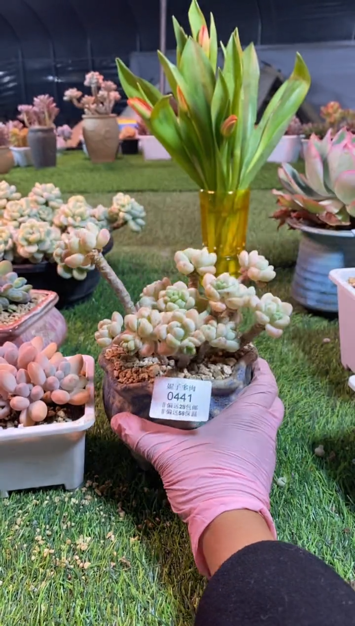 【闪购商品】0441a