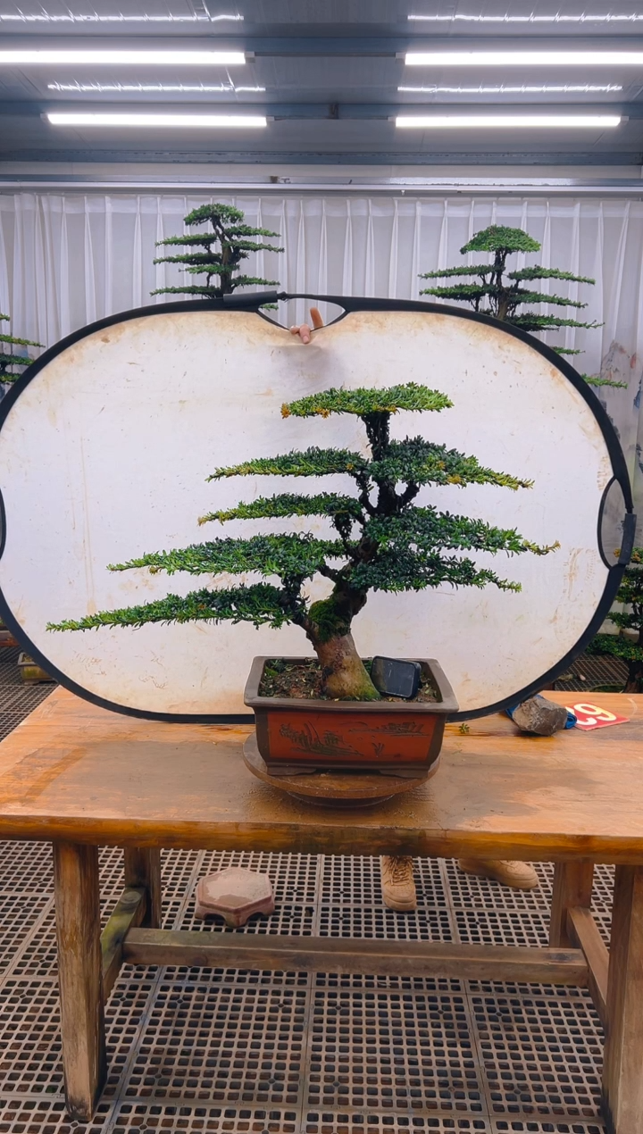 无花朵精品盆景直播间一物一拍