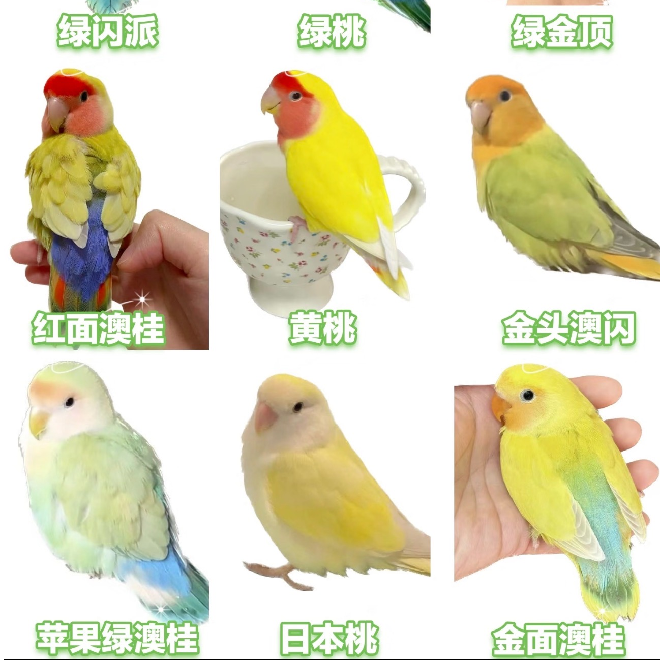 手养亲人.活体宠物鸟好养（每只米不同，请联系我们噢）