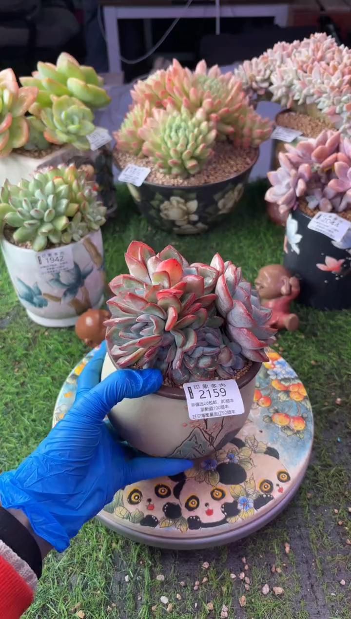 昆明印象多肉2159