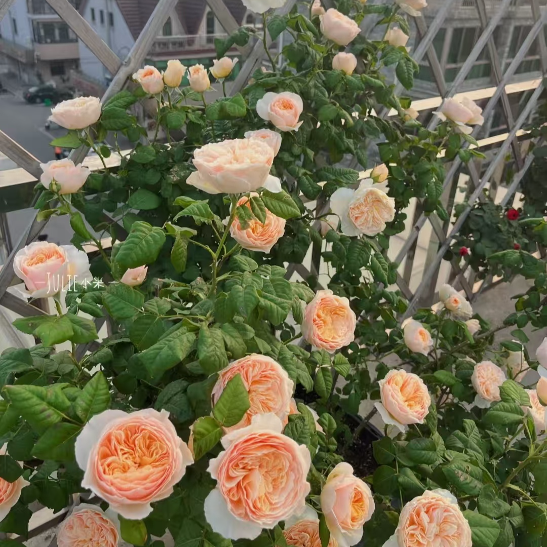 【宏哥月季】精品涵仙 大花浓香浅杯状杏黄色多季开花藤本月季蔷薇